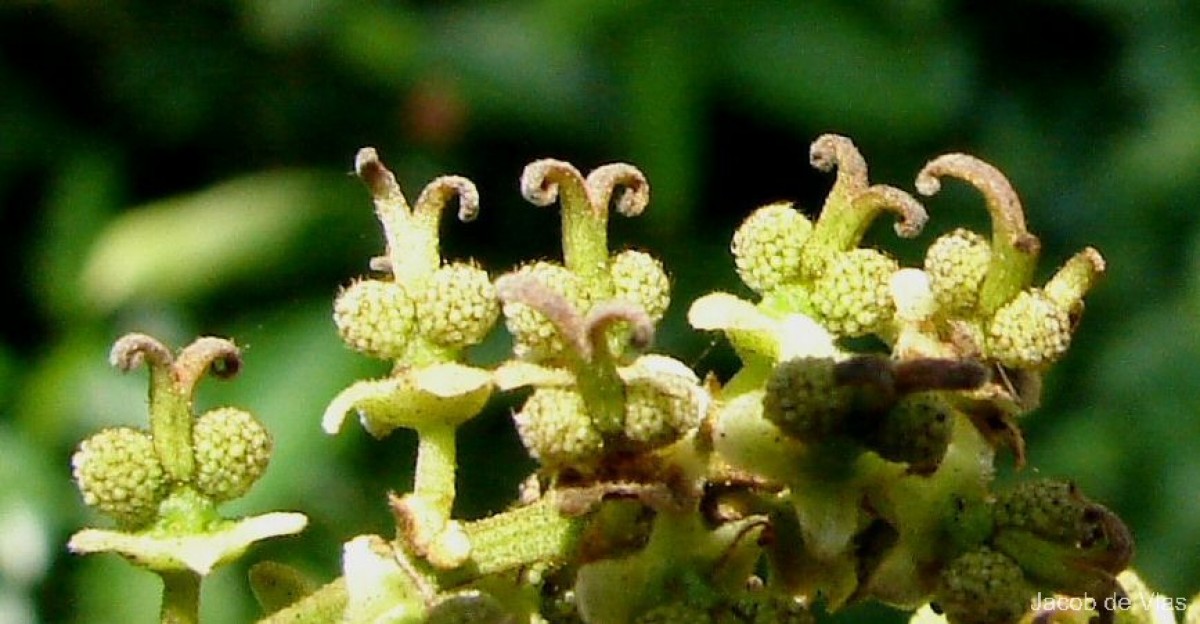 Nephelium lappaceum L.